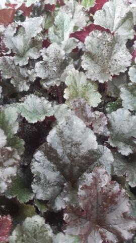 Heuchera hybride 'Dark Secret' (PBR)