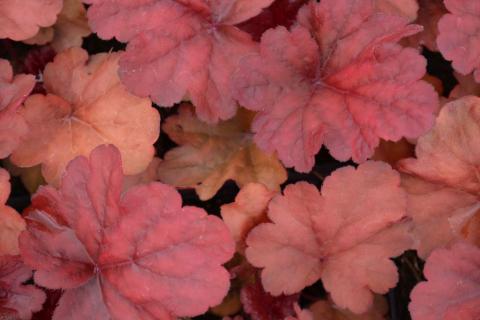 Heuchera hybride 'Fire Alarm' (PBR)