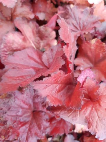 Heuchera hybride 'Forever Red' (PBR)