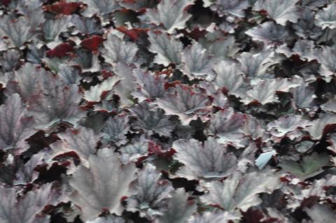 Heuchera hybride 'Frosted Violet'