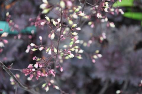 Heuchera hybride 'Frosted Violet'