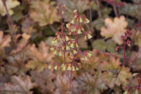 Heuchera hybride 'Ginger Ale' (PBR)