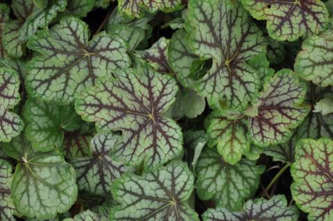 Heuchera hybride 'Green Spice' ®