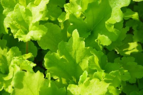 Heuchera hybride 'Lime Marmelade' (PBR)