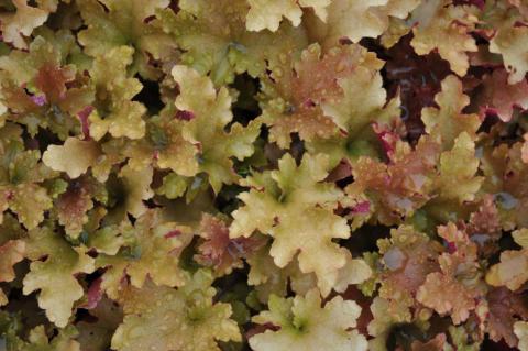 Heuchera hybride 'Marmelade' (PBR)