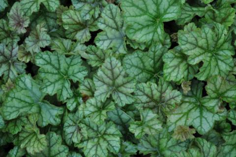 Heuchera hybride 'Mint Frost' (PBR)