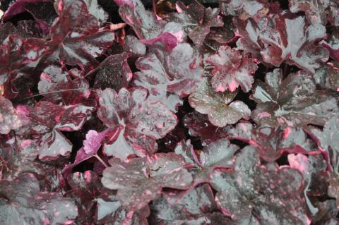 Heuchera hybride 'Midnight Rose' (PBR)