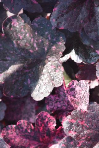 Heuchera hybride 'Midnight Rose' (PBR)