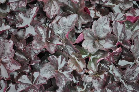 Heuchera hybride 'Obsidian' (PBR)