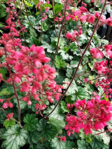 Heuchera hybride 'Paris' ®
