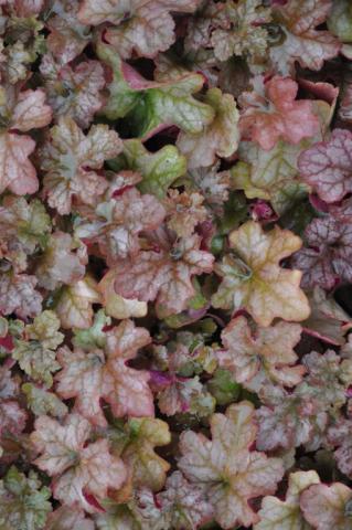 Heuchera hybride 'Pinot Gris' (PBR)