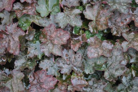 Heuchera hybride 'Rachel'