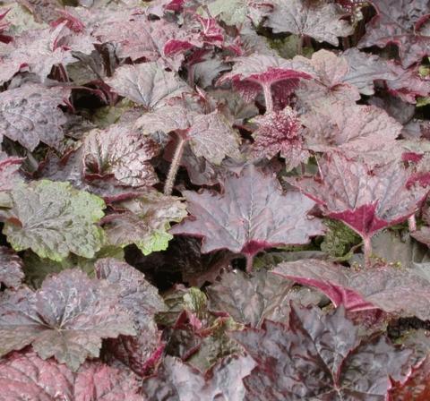Heuchera micrantha 'Palace Purple'