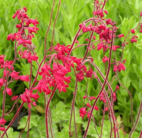 Heuchera sanguinea 'Leuchtkäfer'