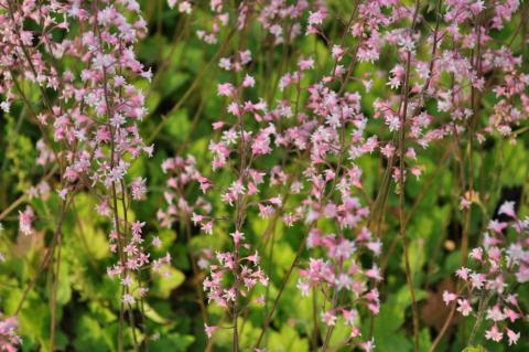 Heucherella alba 'Bridget Bloom'