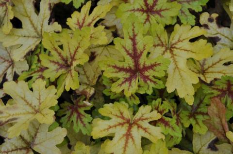 Heucherella hybride 'Alabama Sunrise' (PBR)