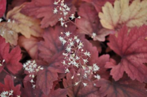 Heucherella hybride 'Sweet Tea' (PBR)