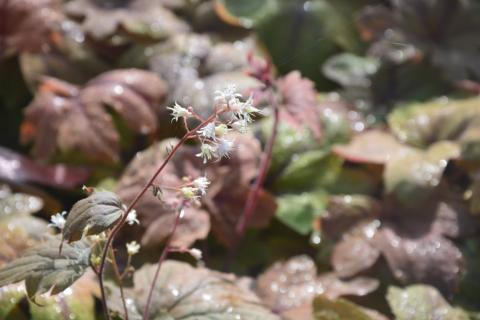 Heucherella hybride 'Sweet Tea' (PBR)