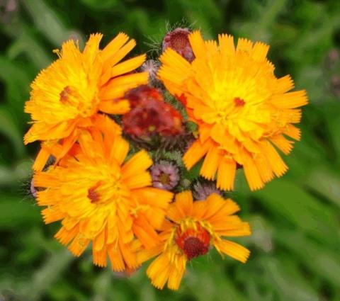 Hieracium aurantiacum