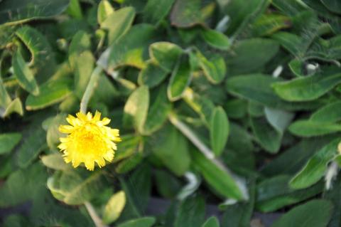 Hieracium pilosella