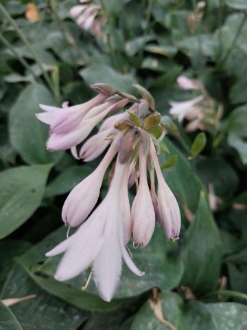 Hosta fortunei 'Hyacinthina'