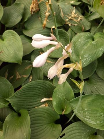 Hosta hybride 'Blue Angel'