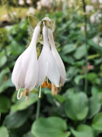 Hosta hybride 'Blue Angel'