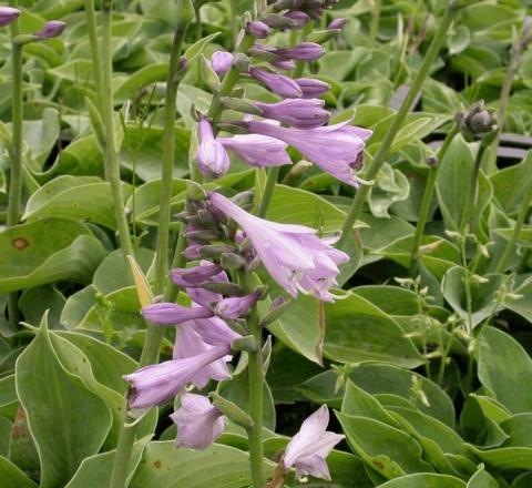 Hosta hybride 'Blue Cadet'