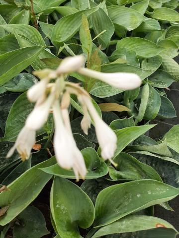 Hosta hybride 'Big Daddy'