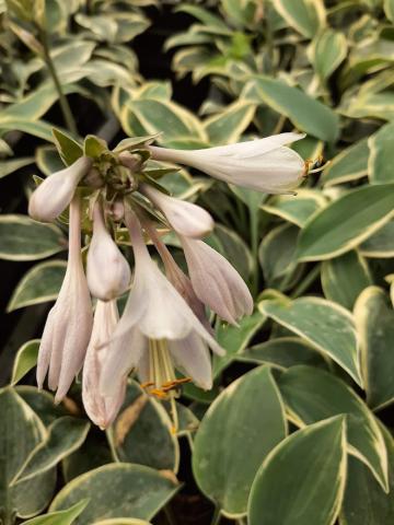 Hosta hybride 'El Niño' (PBR)