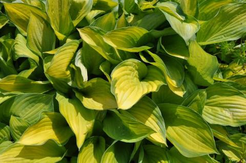 Hosta hybride 'Gold Standard'