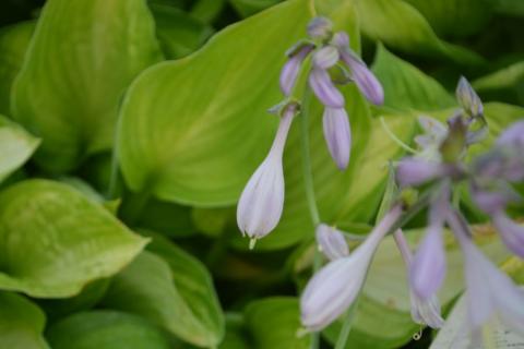 Hosta hybride 'Gold Standard'