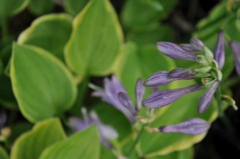 Hosta hybride 'Golden Tiara'