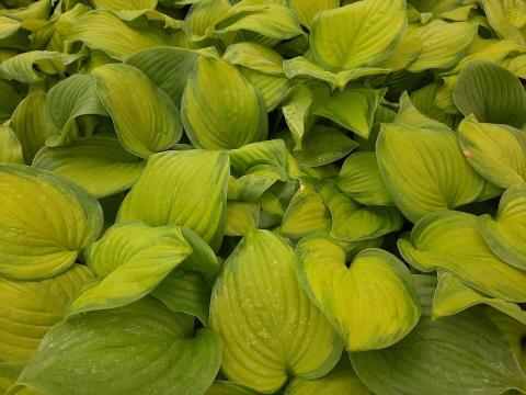 Hosta hybride 'Guacamole'