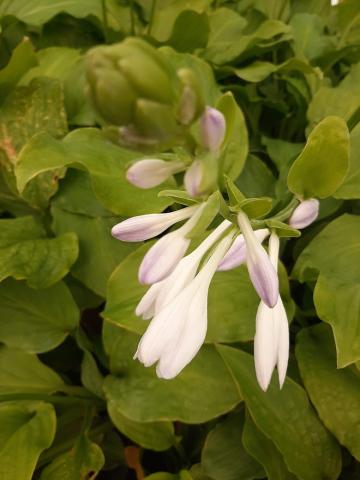 Hosta hybride 'Honeybells'