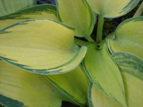 Hosta hybride 'June' (PBR)