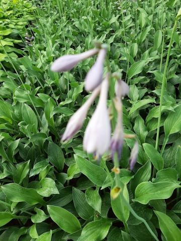 Hosta hybride 'Krossa Regal'