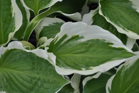 Hosta hybride 'Patriot'