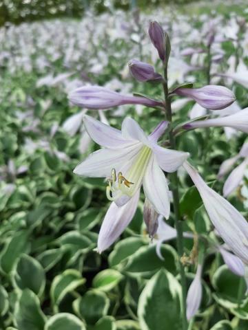 Hosta hybride 'Patriot'