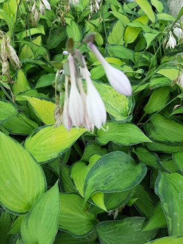 Hosta hybride 'Paul's Glory'