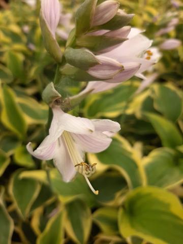 Hosta hybride 'Wide Brim'