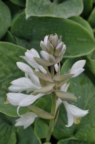 Hosta sieboldiana