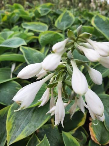 Hosta sieboldiana 'Frances Williams'