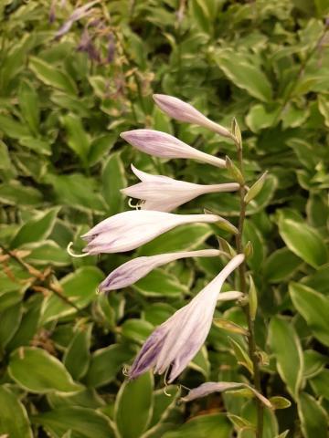 Hosta undulata 'Albomarginata'