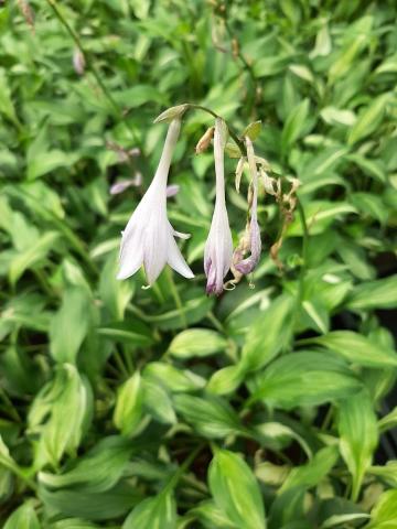 Hosta undulata 'Mediovariegata'