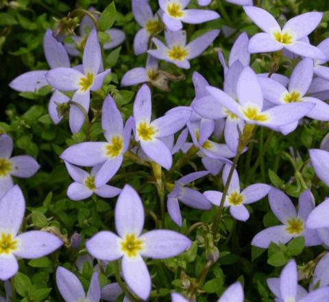 Houstonia caerulea 'Millard's Variety'