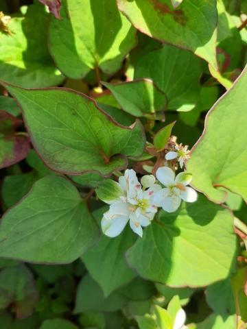 Houttuynia cordata 'Plena'