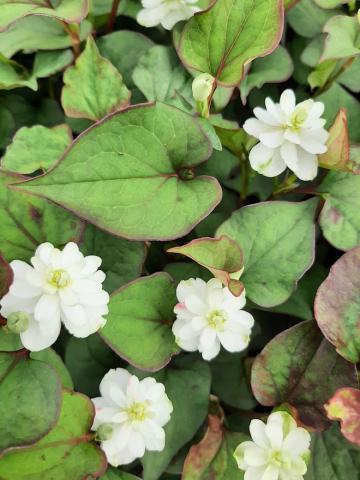 Houttuynia cordata 'Plena'