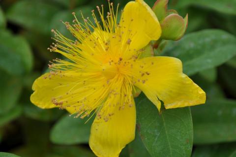 Hypericum calycinum