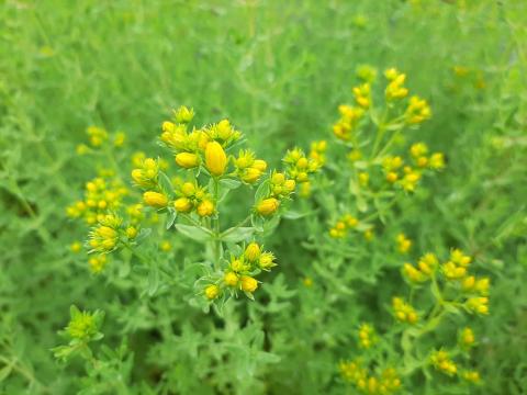 Hypericum perforatum